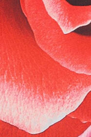 RC Maglia Con Maniche Arricciate E Stampa Rose Rosso UKT726-KWN48