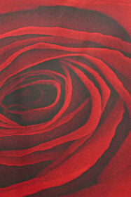 RC Camicia Con Stampa Garden Rose Rosso URT702-4QN48