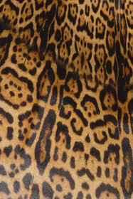 RC Long silk dress with Jaguar Skin print NATURALE VWT180-SQR80