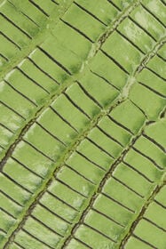 RC Décolleté in Pelle con Dettaglio Serpente PISTACHIO WKS009-PZ119