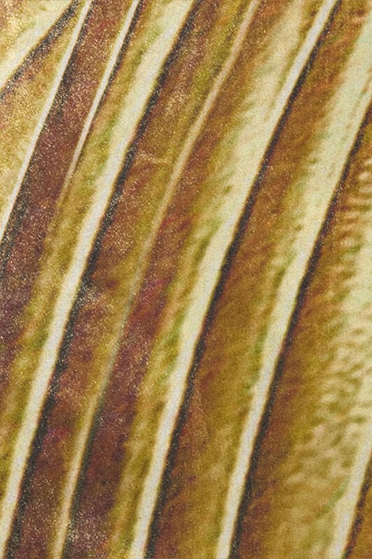 RC Silk Shirt with Ray Of Gold Print RC Silk Shirt with Ray Of Gold Print NATURAL/GOLD WWT700-SZS34