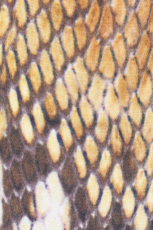 RC T-shirt Imprimé Python Marron clair UWT605-KWN93