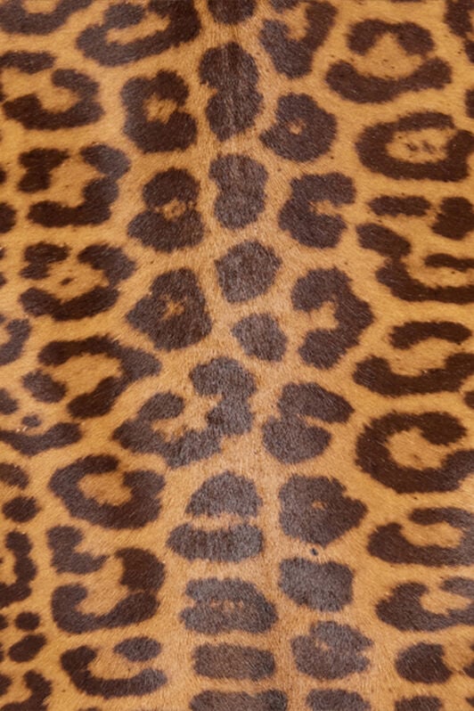 RC Leather Jacket with Leopard Skin Print Brown VKP400-ZV012