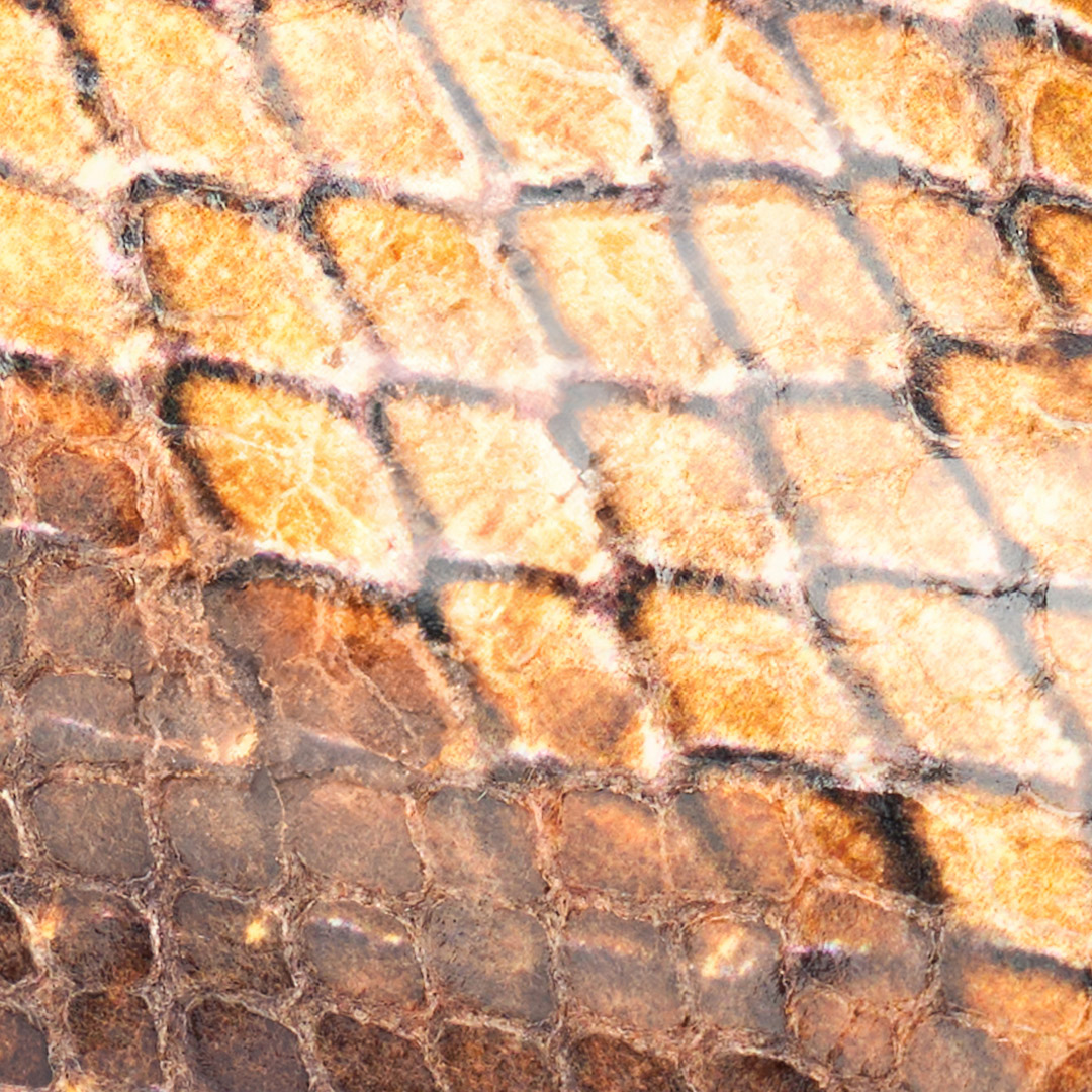 Roberto Cavalli Snakeskin Print Pump In Brown